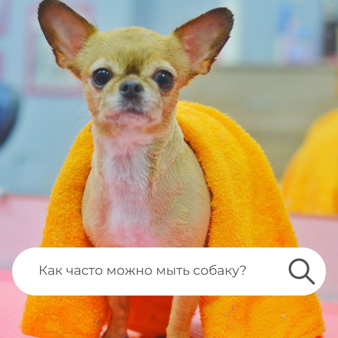 Советы ветеринара по уходу за собакой