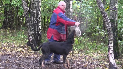 Хватка с разбега в игрушку, босерон Боц