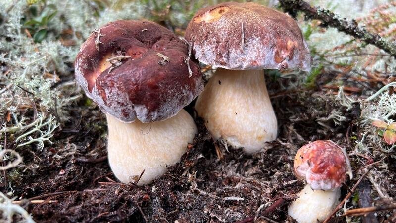    Фото: vk.com/grib_spb/Юлия Карелина