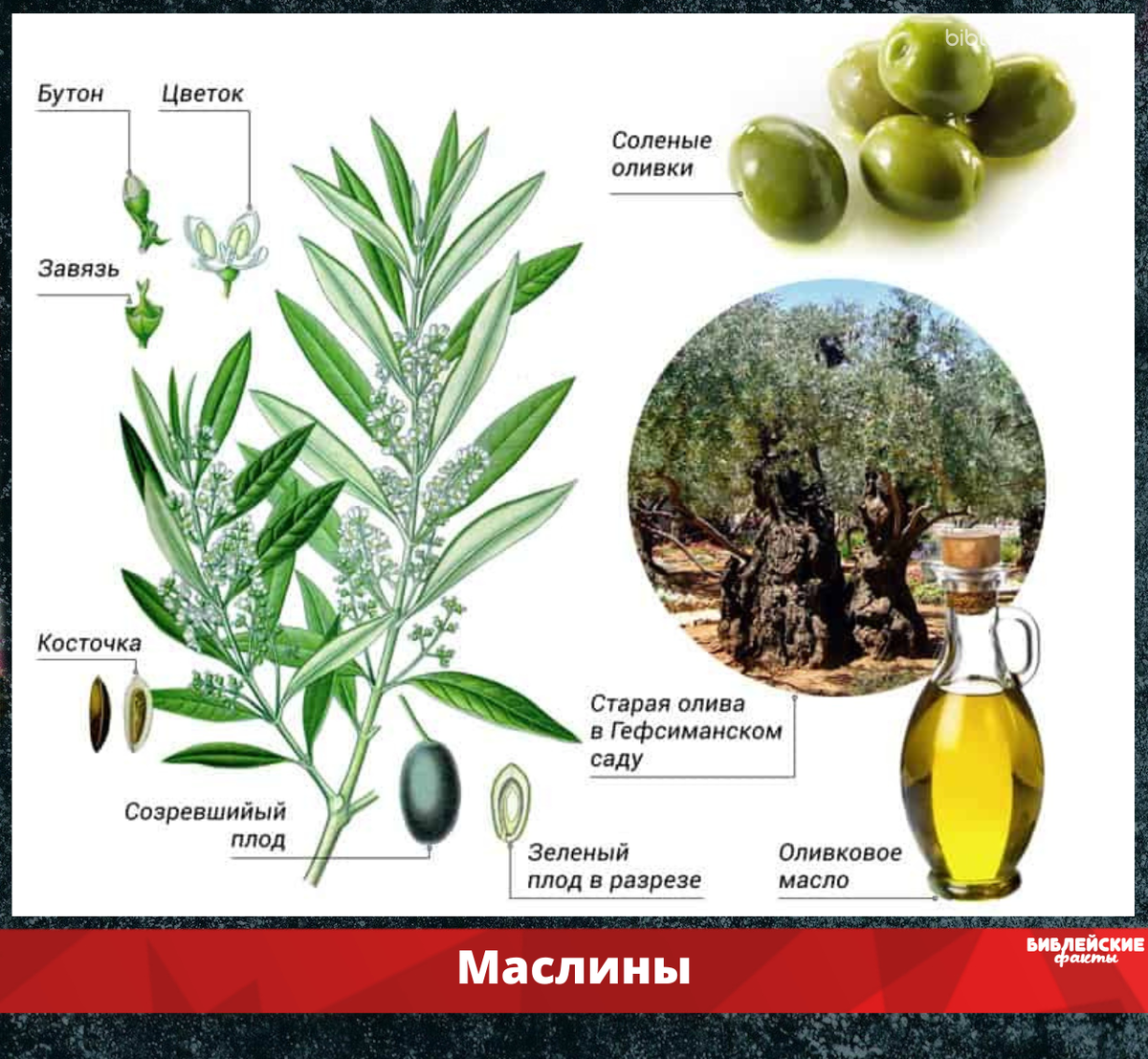 Оливки где. Олива европейская плоды. Маслина европейская плоды. Маслина строение. Масличные культуры олива европейская.