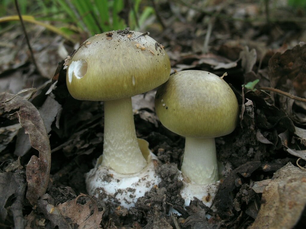 Покажи поганку. Бледная поганка. Бледная поганка гриб. Amanita phalloides гриб. Бледная поганка фото.