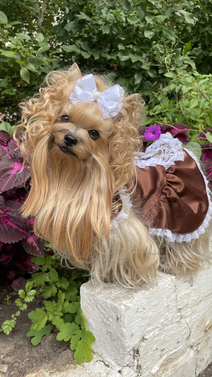 Это я , йорочка Люси . 