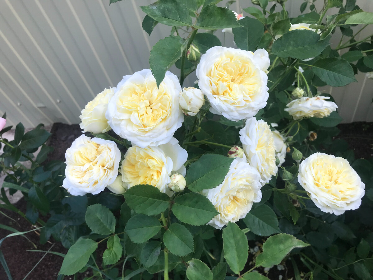 Считается, что цветы жёлтого цвета к разлуке. Мне кажется - жёлтые розы великолепны, это цвет солнца и радости! Особенно, если такой сложный цвет, который имеет разные оттенки от сливочно - желтого до крем - брюле, да ещё и такие вкусные. А вы как считаете? 