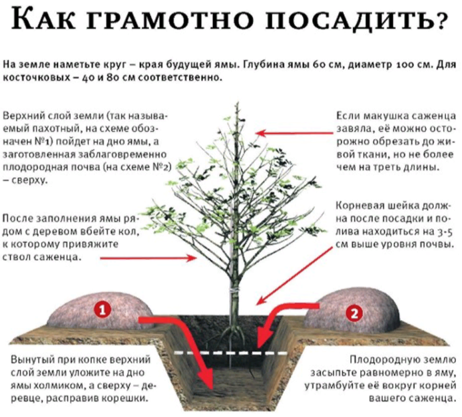 Через сколько можно посадить. Правильная посадка саженцев яблони. Схема посадки саженца яблони. Размер ямы для саженца яблони. Посадка деревьев плодовых весной саженцев правильная посадка.