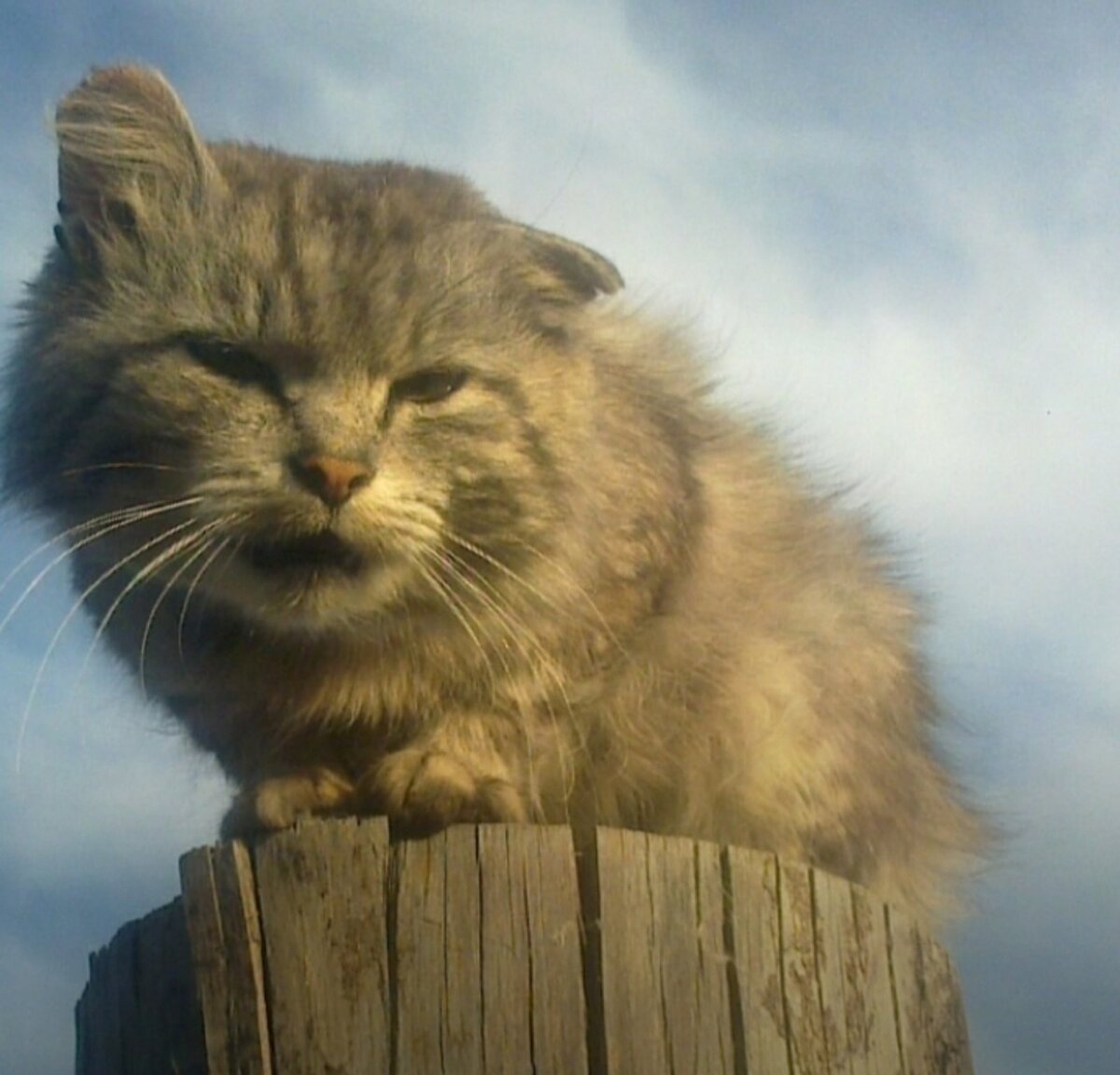 Оззи (Озирок)