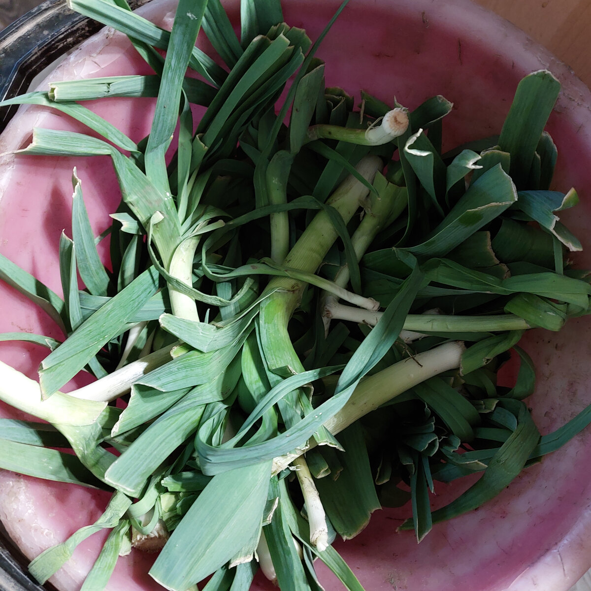 Это уже мое фото. Там, где мою кучу своего порея на даче я не нашла, но и те фото, что есть вполне себе хороши для моих рассуждений.