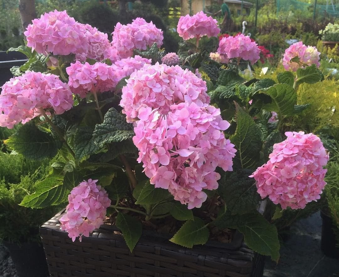 Зимовка крупнолистных гортензий В КАШПО