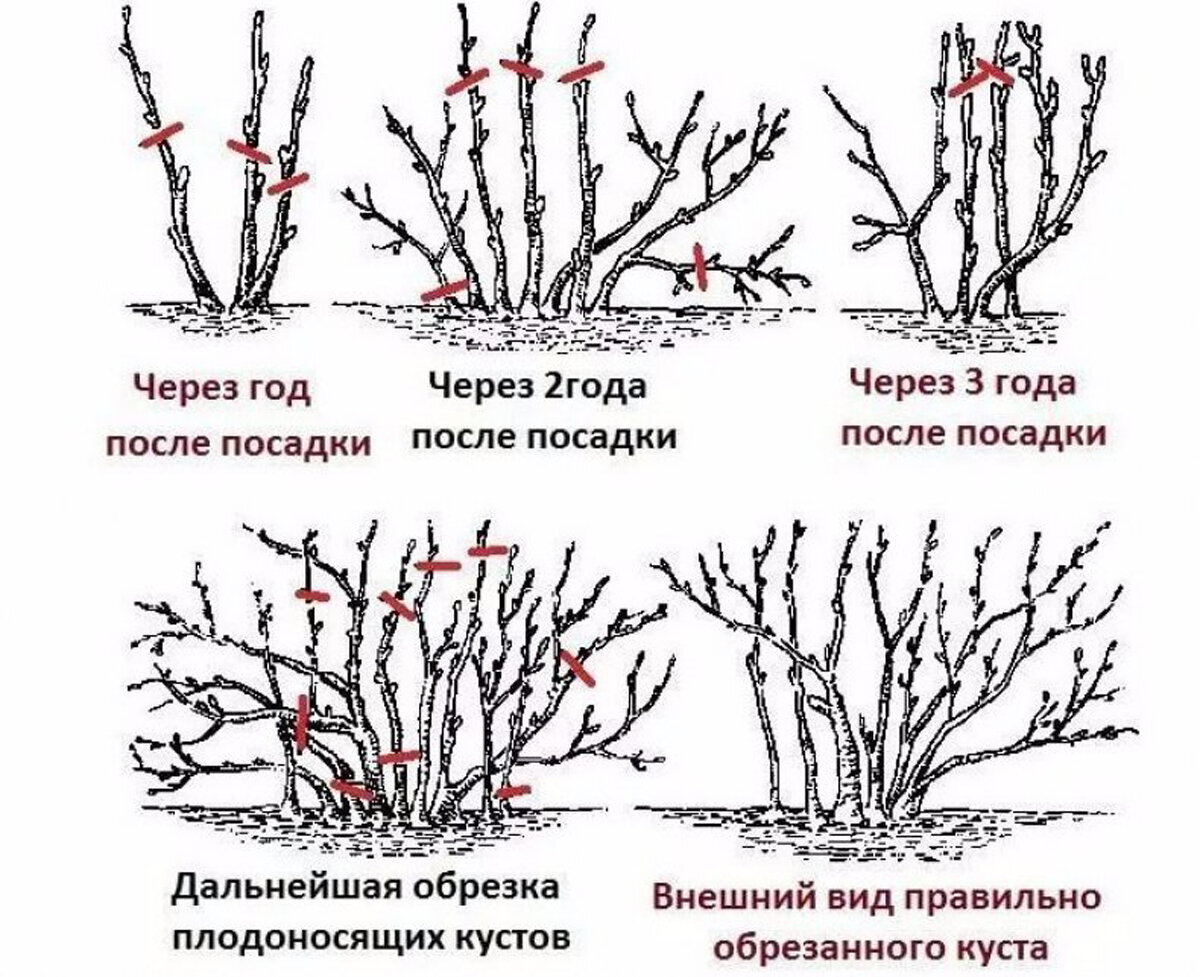 Войлочная вишня схема обрезки