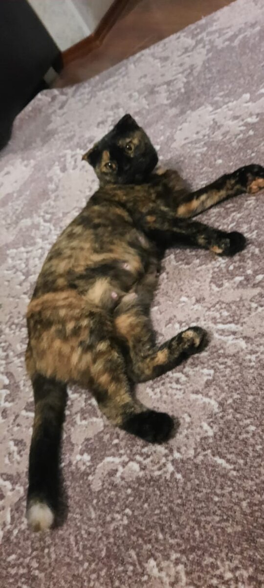 ЛИЗА ДОМА. 