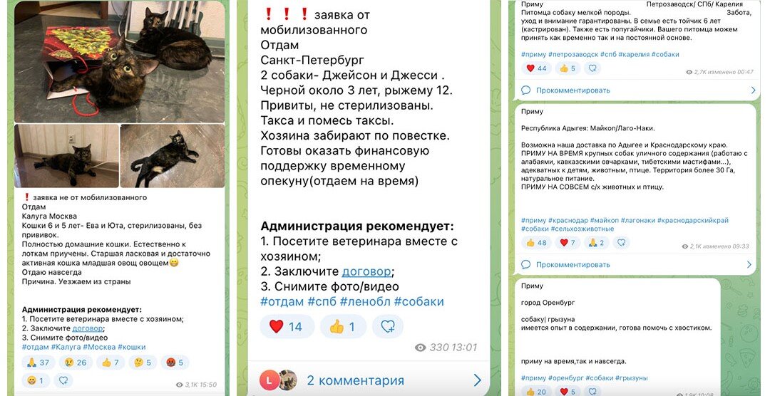 Скриншоты из telegram-канала для помощи мобилизованных. Все личные даны участников скрыты
