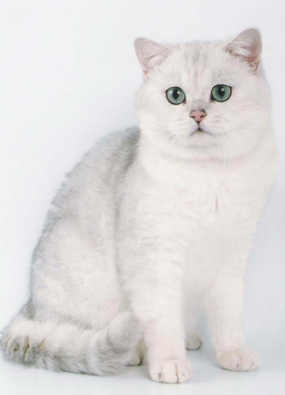 Один из первых котов-шиншилл, привезенных в Россию - Eric von Burgersruh, родоначальник нашего питомника. 2006-ой год