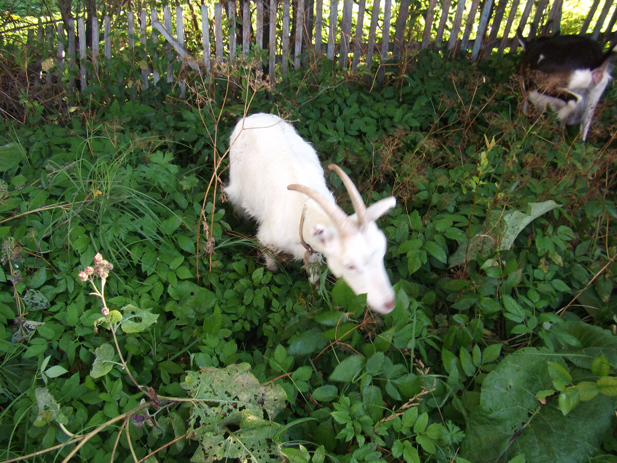 Личное фото