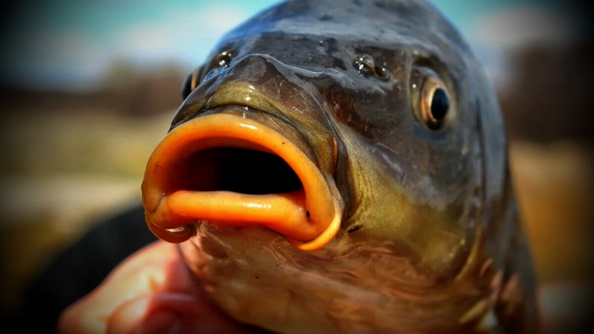 Тонкости ловли карпа по холодной воде. Как не уйти без улова в октябре ...