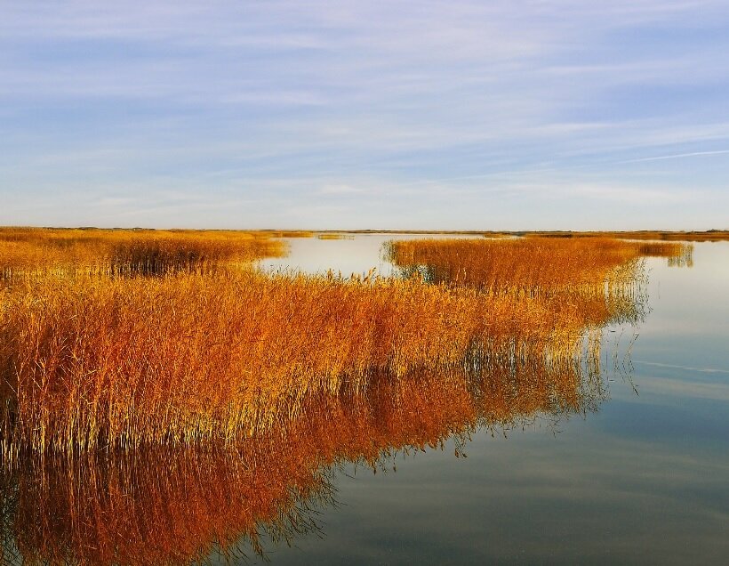 Шумел камыш... инопланетный | Наука и фантастика: секреты ...