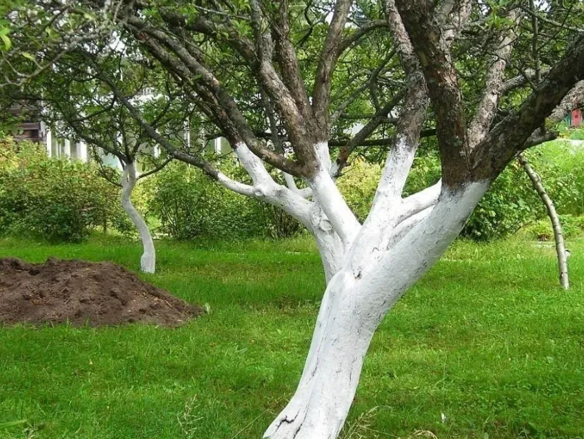 Фотография взята из источника sovet.boltai.com