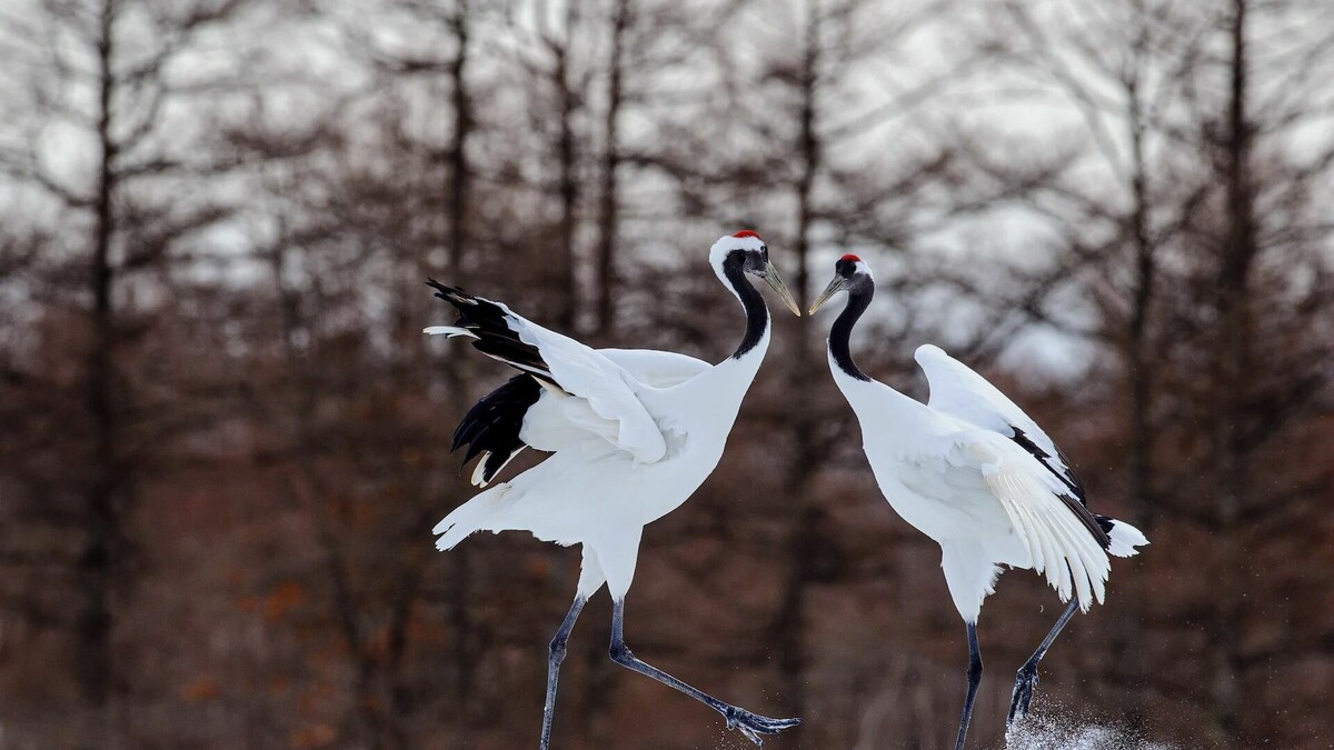     В Ставропольском крае перелетные птицы и журавли погибли из-за некорректного использования химикатов, заявил губернатор Владимир Владимиров.