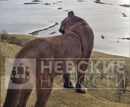    Фото: nevnov.ru