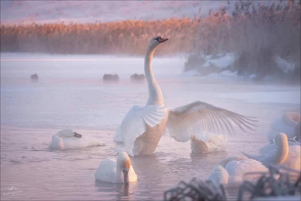 Лебединое озеро Алтай рассвет