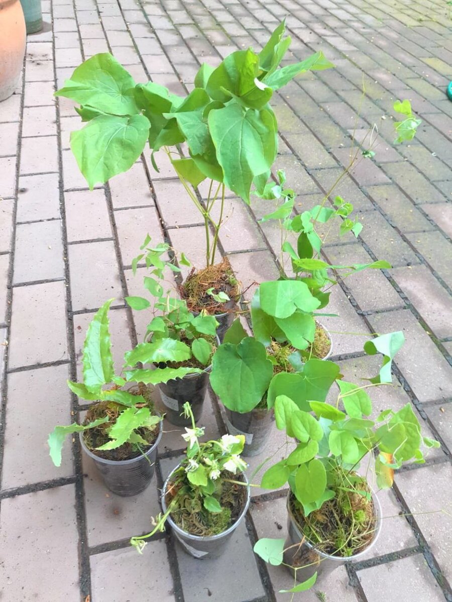 Купить Горянки в Москве | Greendacha