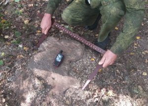    Фото: Пресс-служба Комитета лесного хозяйства Московской области