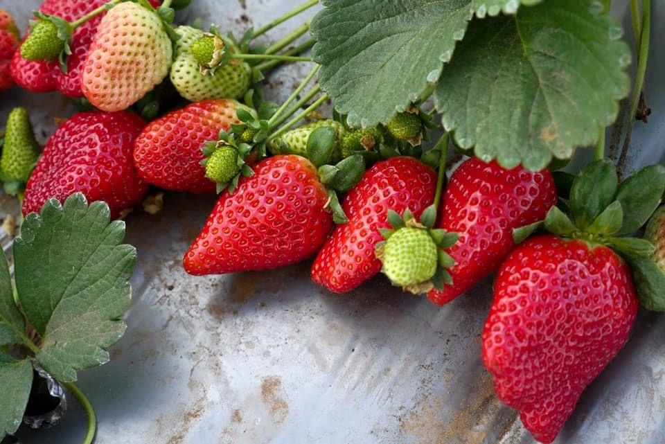 Тутланд – Клубничная ферма Таля, Ход ха-Шарон. 