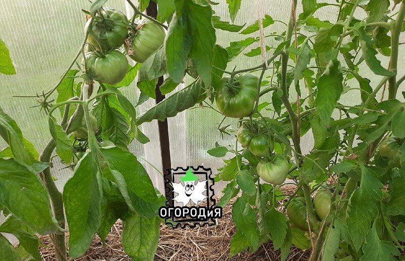 Справа Бычье сердце от Гонсиоровских, слева Триколор