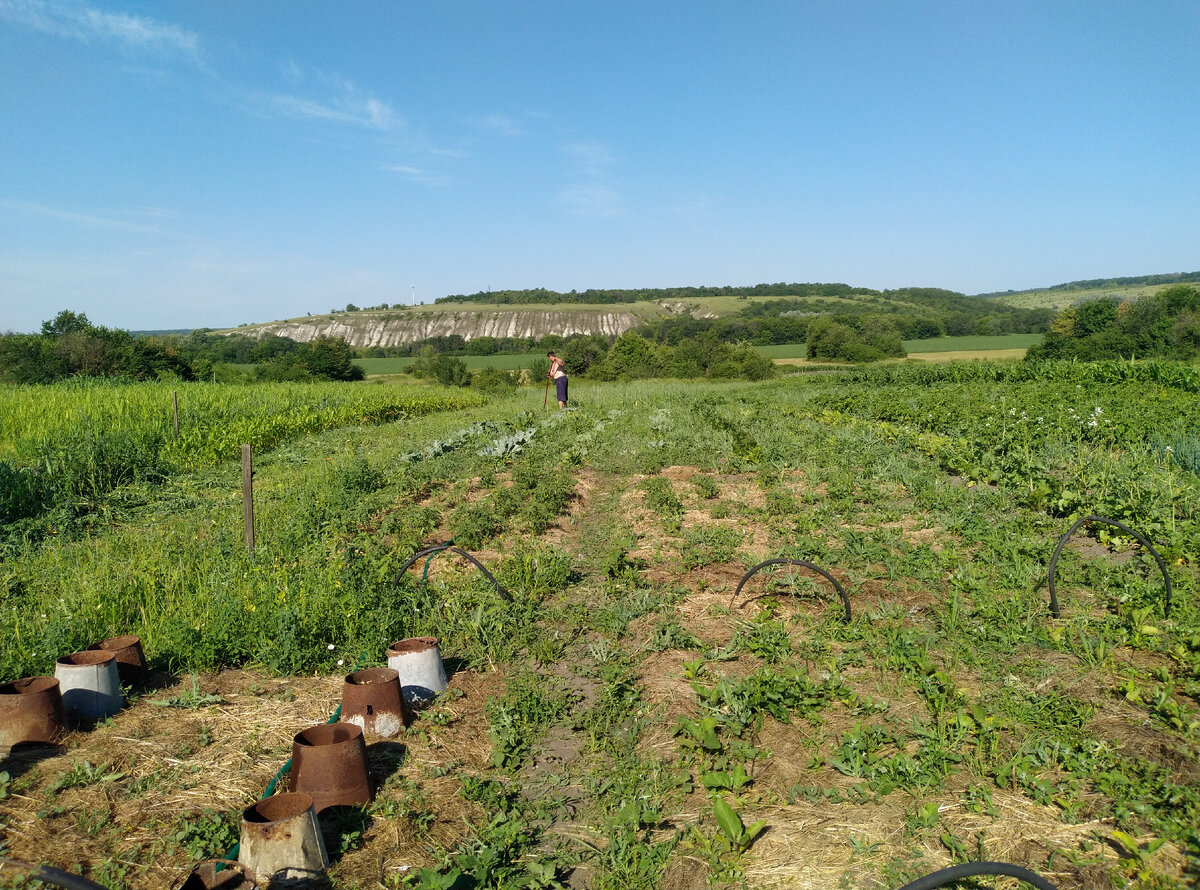 Общий вид. Чуток не успела изначальную красоту показать, муж уже скосил часть зарослей