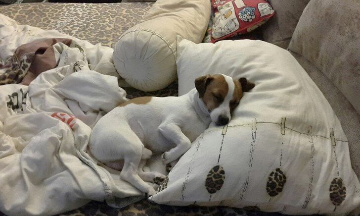 Сколько спят собаки. Место для сна собаки. Сколько спят щенки.