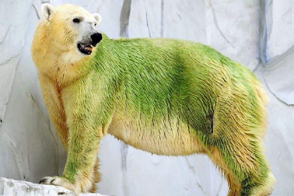 Какого цвета волосы у белого медведя