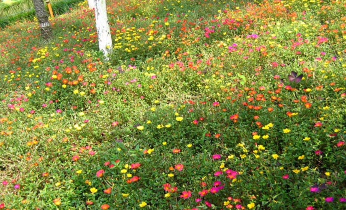 Мавританский газон