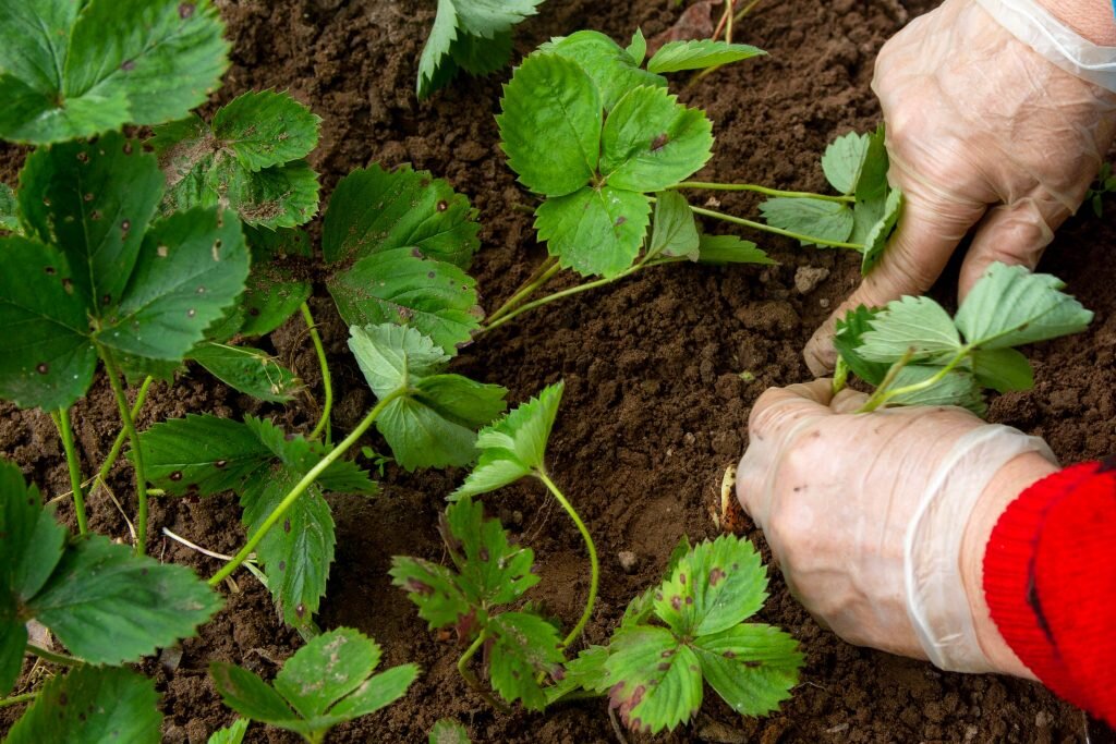 Земляника Садовая кустик. Саженцы земляники садовой. Сажаем клубнику. Клубника весной. Посадка клубники кустами