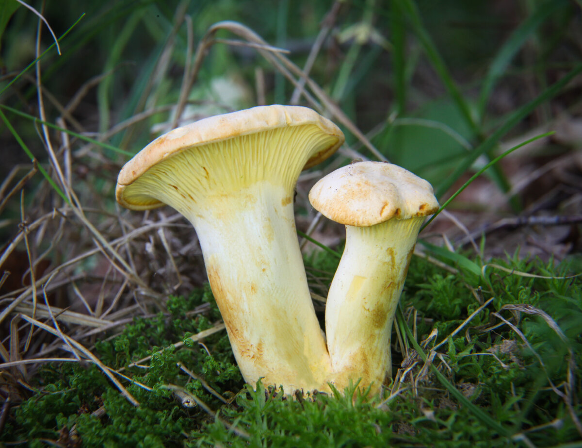 Лисичка бледная