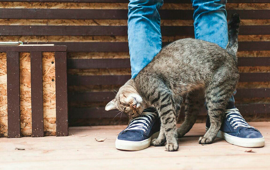 Коты прекрасные эмпаты. Можно листать.