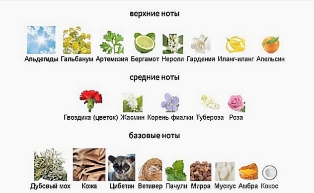 Вот такая богатая пирамида аромата Bandit Robert Piguet была заявлена в 1944 г. Главным образом, чувствовались горькие , шипровые ноты аромата , кожа. Особо чувствительные носы могли уловить цветы в сердце композиции. 