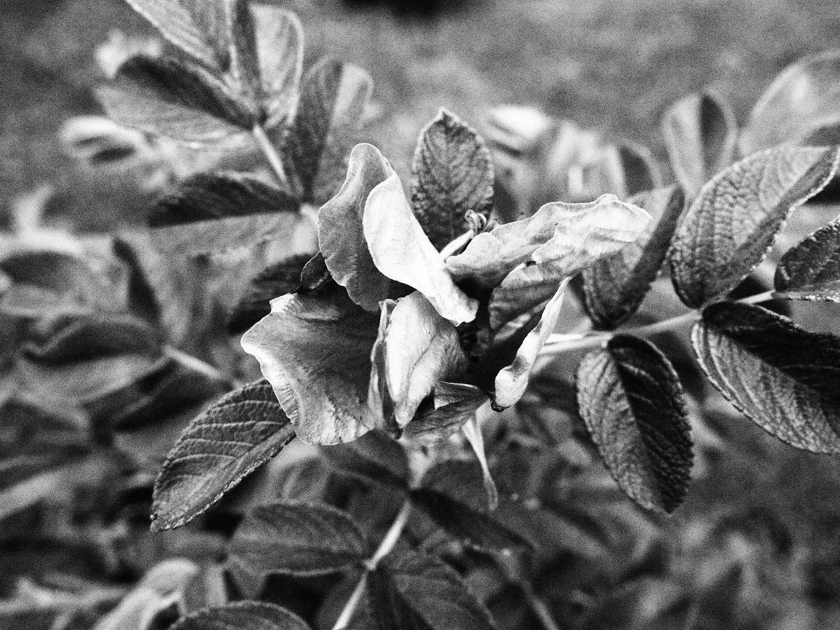 Стильная черно-белая фотография без Фотошопа. Снимаем в творческих режимах Olympus2