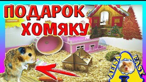 Игра в шахматы с простатой хомяка