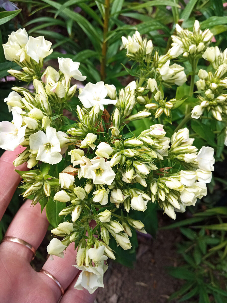 Таким он был в начале цветения