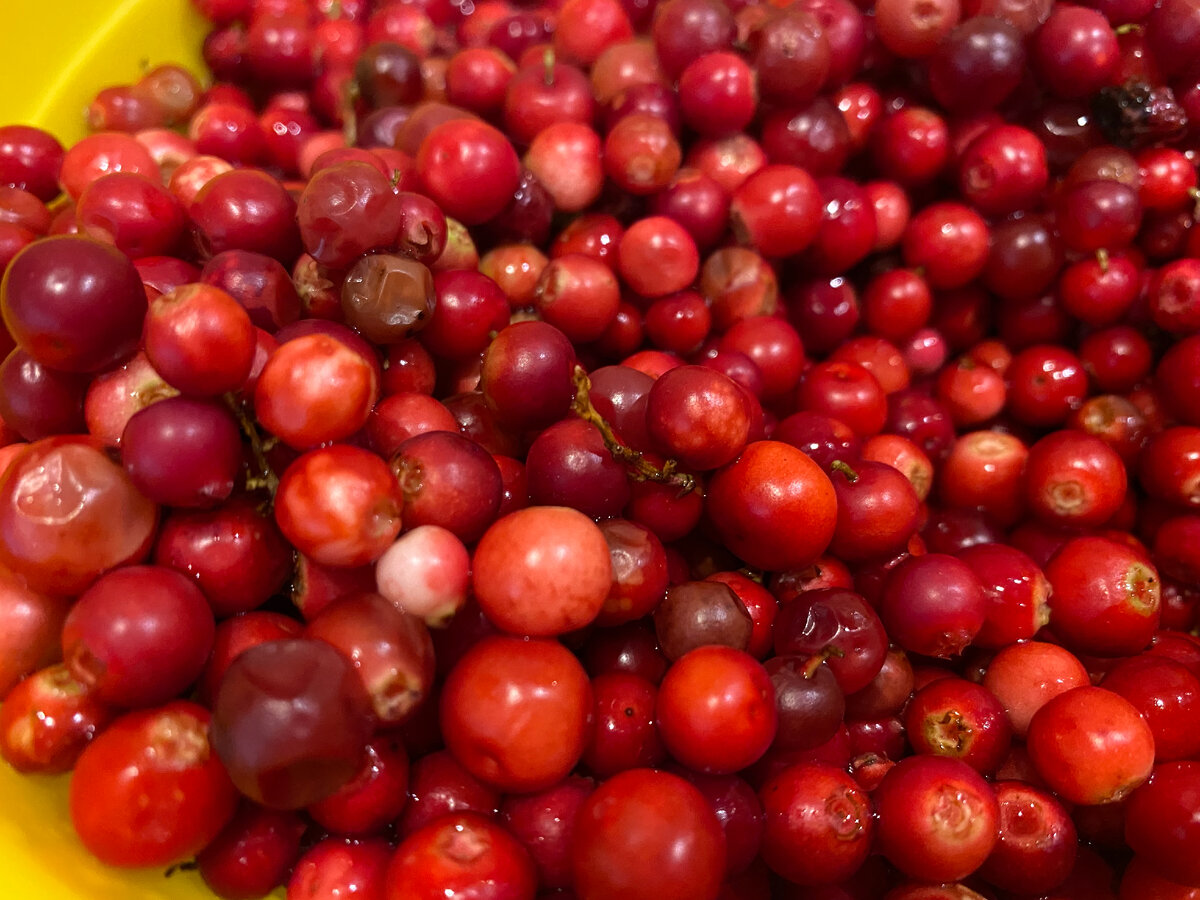 свежая брусника