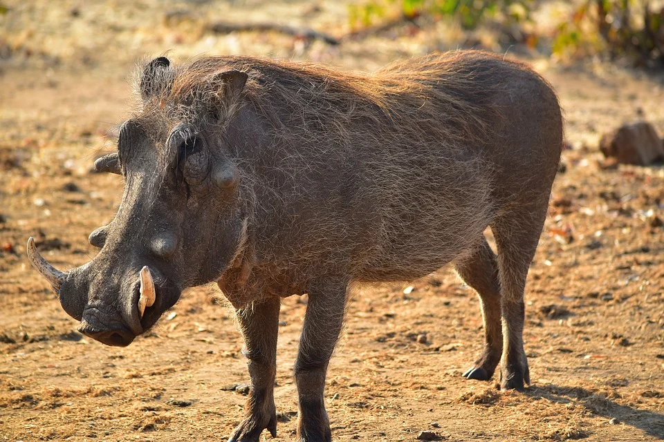 Wild Animals Sounds - Warthog Sounds - Animal Sounds - YouTube