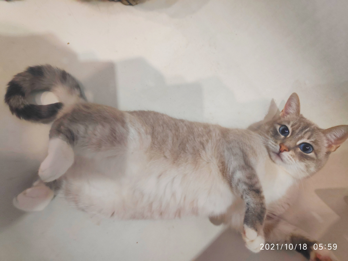 Таис. Фото предоставлено Ириной Лысенко.