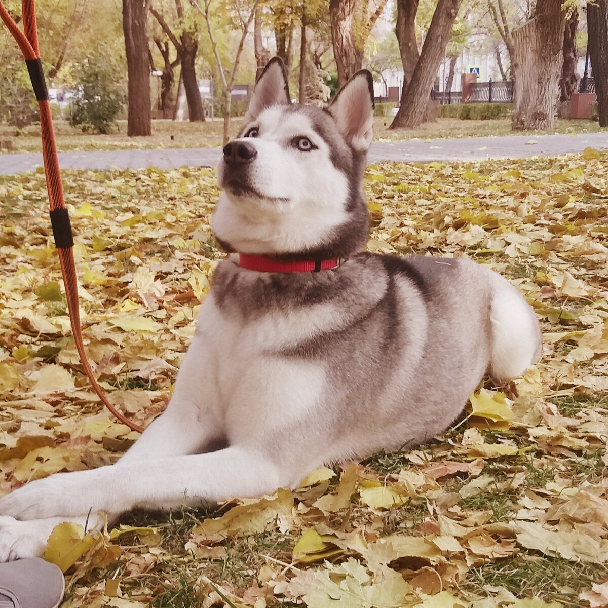 Трюк "Леди", а есть ещё "Джентльмен"). Задача положить лапку на лапку крестиком.