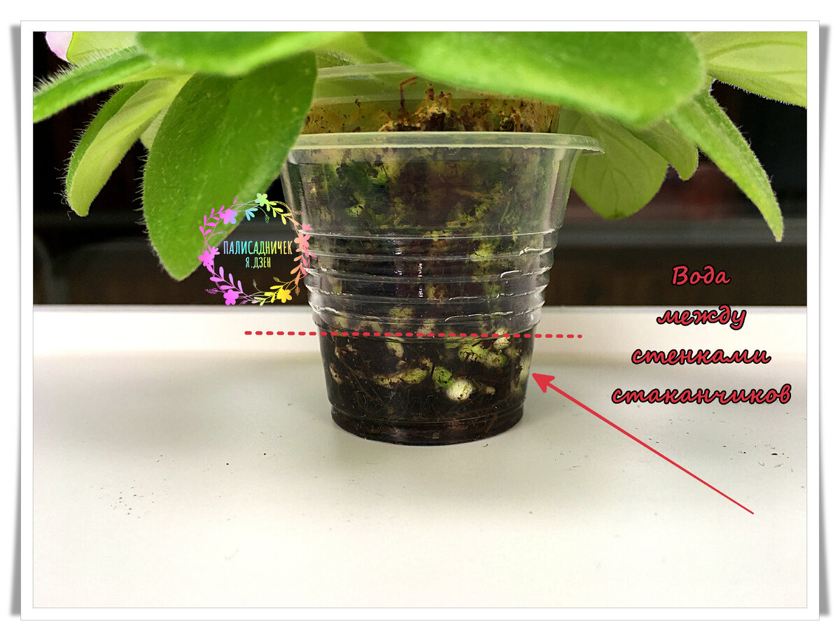 Расскажу и покажу, как делаю я сама: достаю стакан из стакана, наливаю воду примерно на 1/5 высоты наружного стаканчика (около 10-15 мл) и возвращаю стаканчик с фиалкой на место. Внутрь наружного стакана, то есть. И всё. Фиалка пьёт. Но если очень хочется поливать сверху, можно и сверху. Просто мне всегда сложно под листьями подбираться к грунту. 