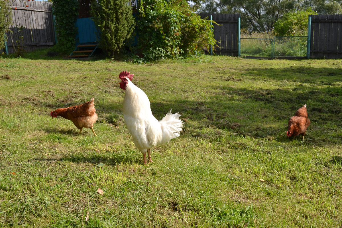И показал свой боевой успех!