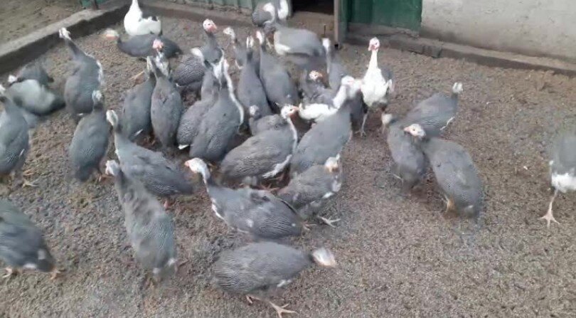 Цесарка - одна из разновидность птиц, которую можно держать в подсобном хозяйстве. Птица интеллигентная, пугливая, очень красивая.-2