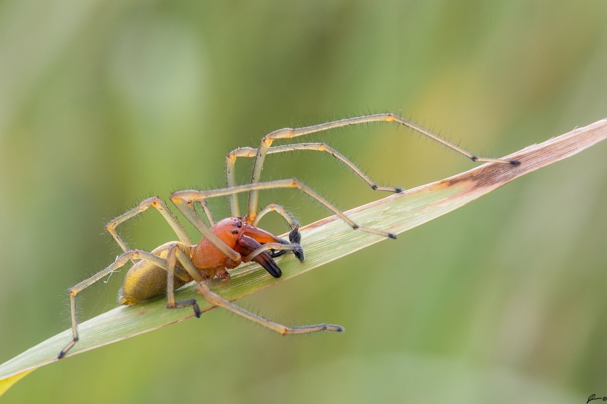 Cheiracanthium punctorium