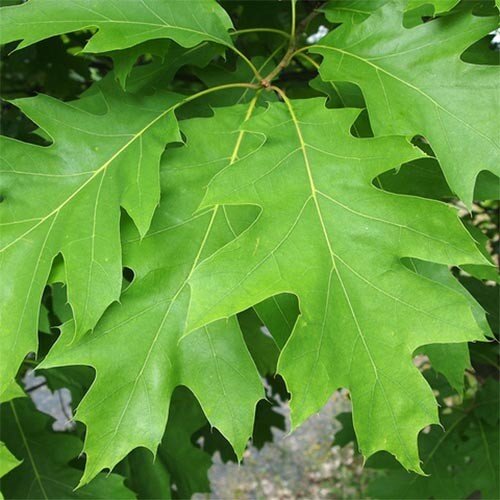 Какого дерева эти листья?