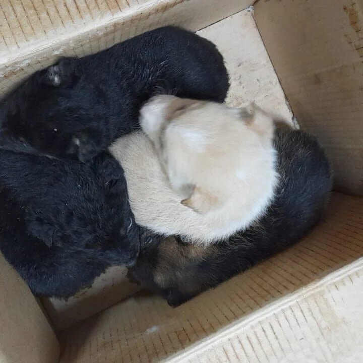 кот и пес приют территория надежды бурятия