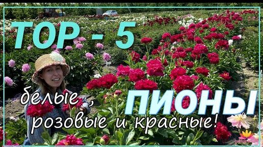 ТОП-5 пионов - красные, розовые, белые / Сад Ворошиловой