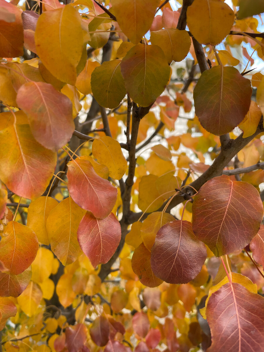 Груша осенью 2021