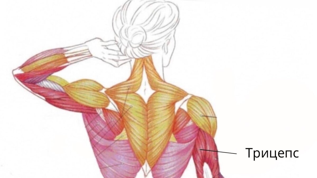 Трехглавая мышца трицепс